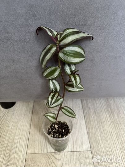 Коллизия зеленая / Каллизия / Традесканция зебрина