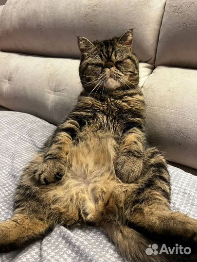 Кот даром Экзот