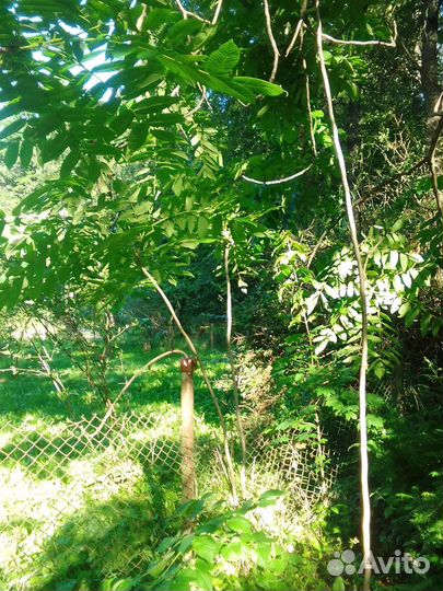 Саженцы манжурского ореха