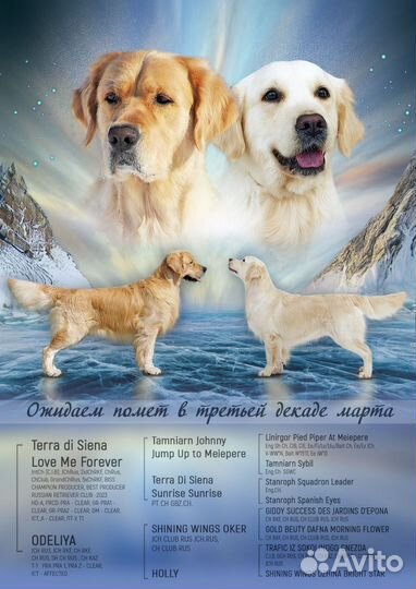 Золотистый ретривер