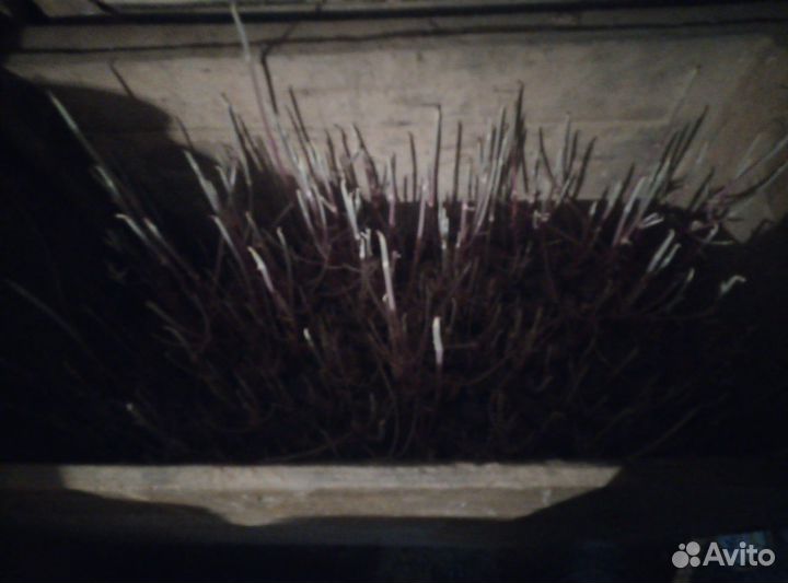 Картошка на посадку