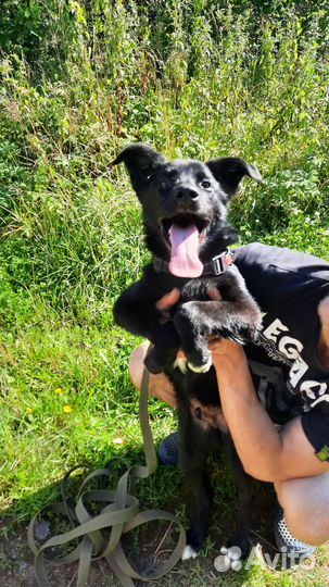 Щенок в дар