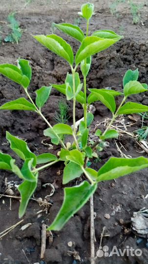 Жасмин садовый