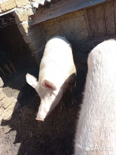 Хряк ландрас