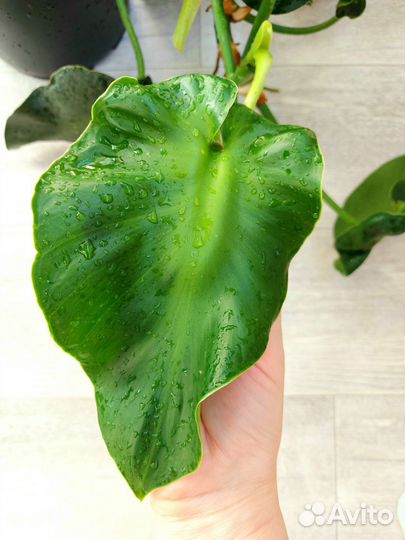 Филодендрон ругозум, тенуе