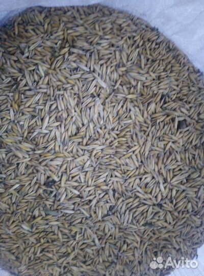 Пшеница, Овёс