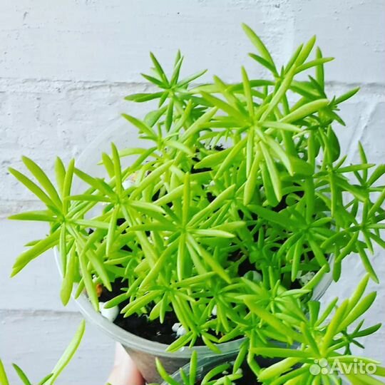 Седум Лемон болл