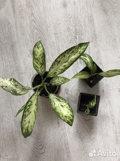 Диффенбахия