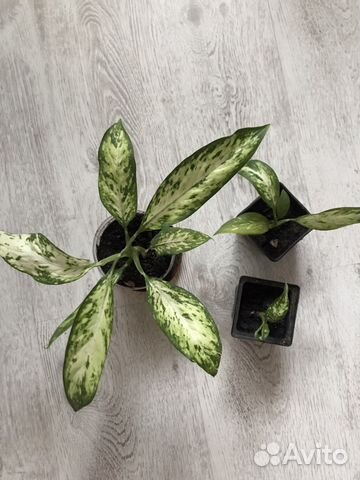 Диффенбахия