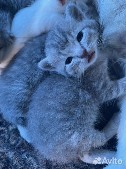 Кошка в дар бесплатно