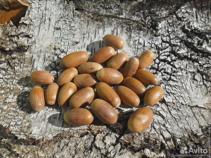 Желуди, урожай 2022