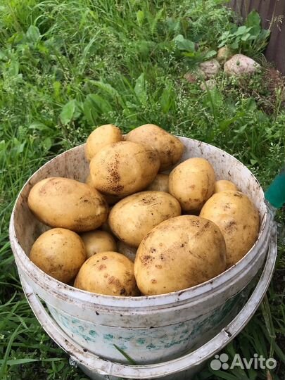 Картофель