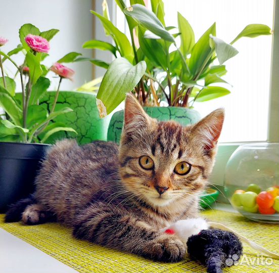 Котенок Марсель ищет дом