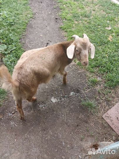 Коза нубийская