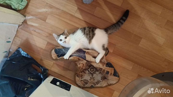 Красивая кошка