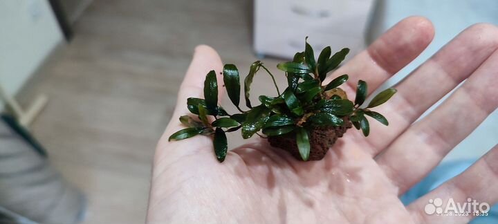 Буцефаландры на лаве