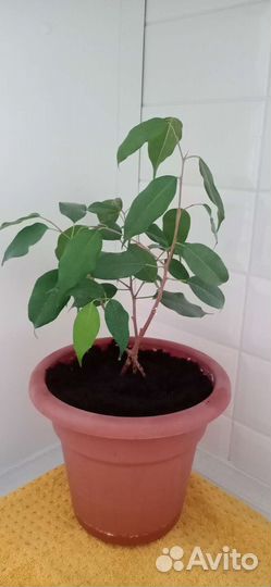 Фикус бенджамина