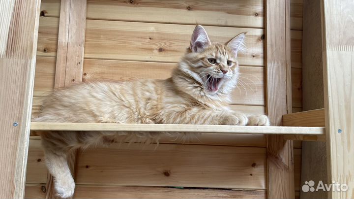 Заводной апельсин котенок мейн-кун