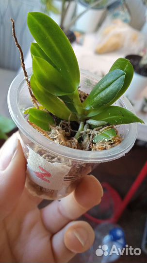 Микро орхидея haraella retrocalla