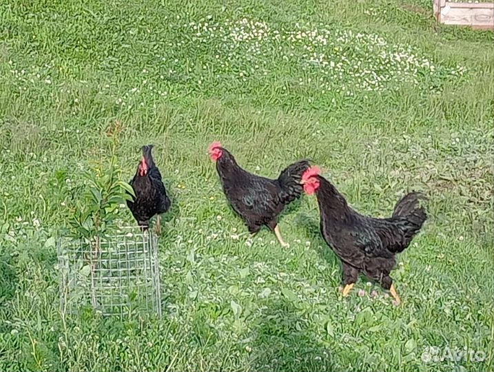 Молодые петухи порода