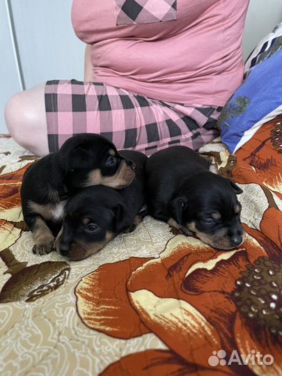 Той-терьер щенки