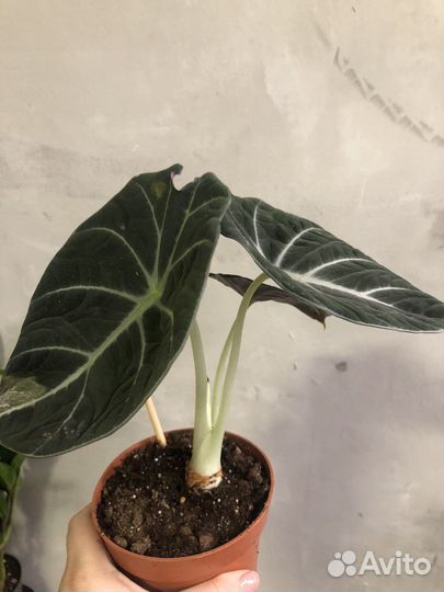 Алоказии, Монстеры