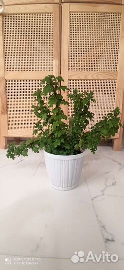 Плектрантус дуболистный