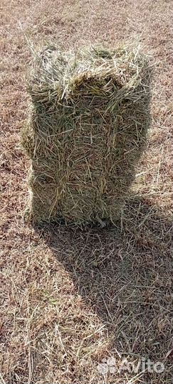 Сено в тюках