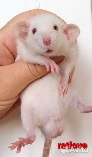 Крысята дамбо мальчики