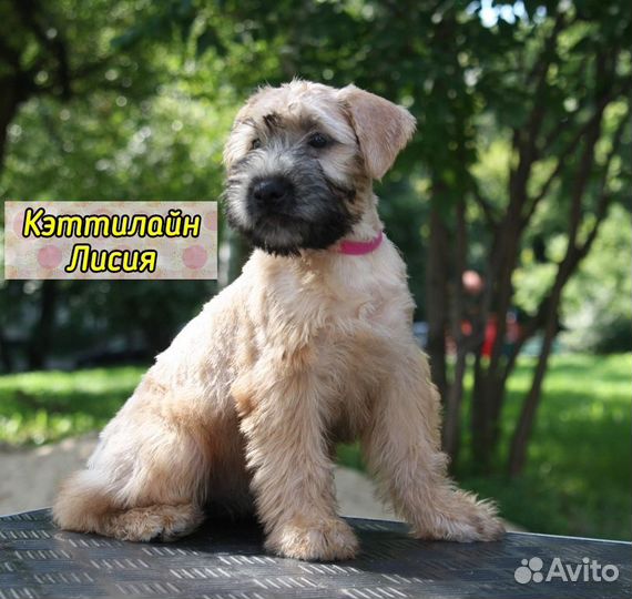 Ирландский пшеничный терьер