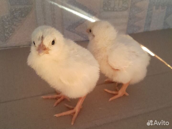 Цыпленок бройлер