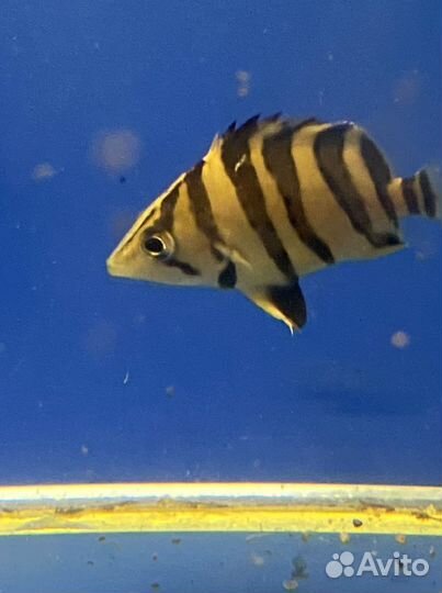 Окунь Микролепис