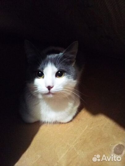 Кошка в дар