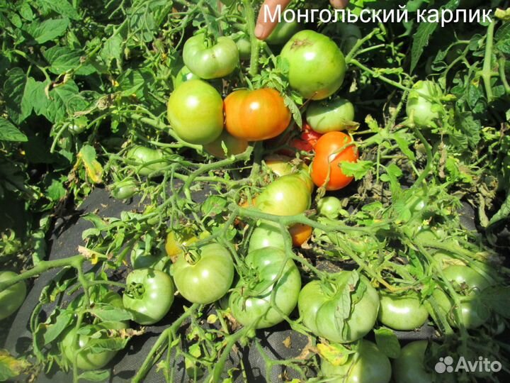 Монгольский Карлик томат семена от Кашиной