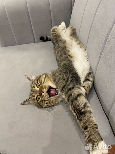 Котёнок Обнимашка Венечка, ищет семью