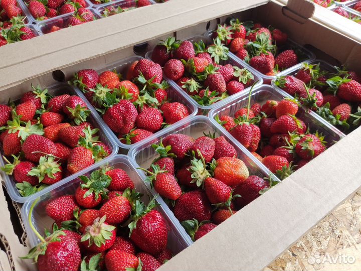 Клубника самосбор Калининград