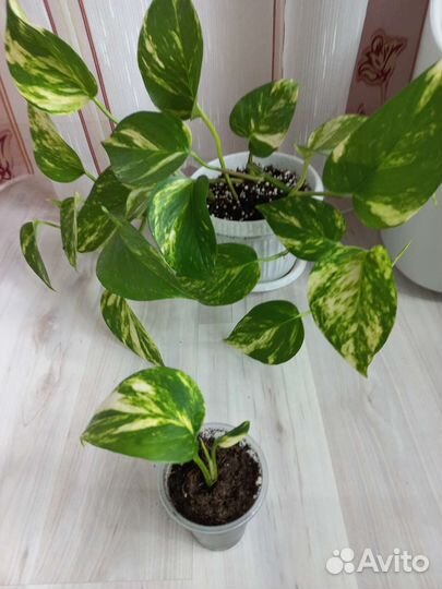 Эпипремнумы/сциндапсусы