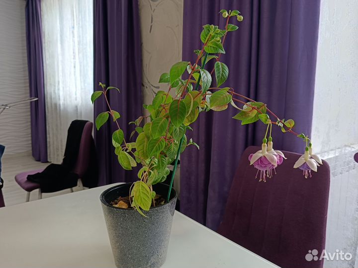 Фуксия и бальзамин