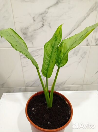 Аглаонема 