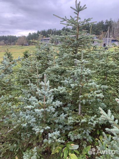 Голубая елка