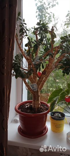 Денежное дерево толстянка крассула