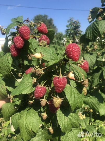 Саженцы ремонтантной малины