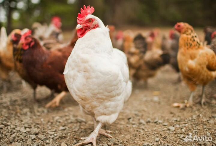 Подсобный рабочий