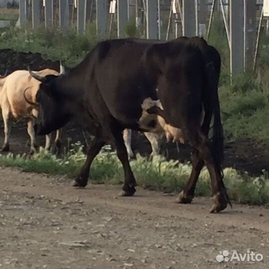 Корова высокоудойная