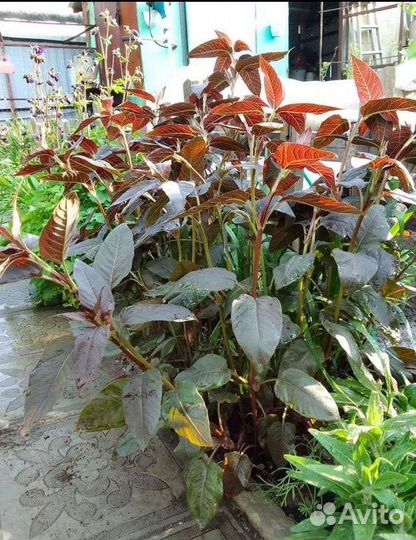 Вербейники