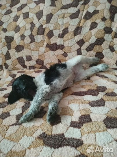 Русский спаниель