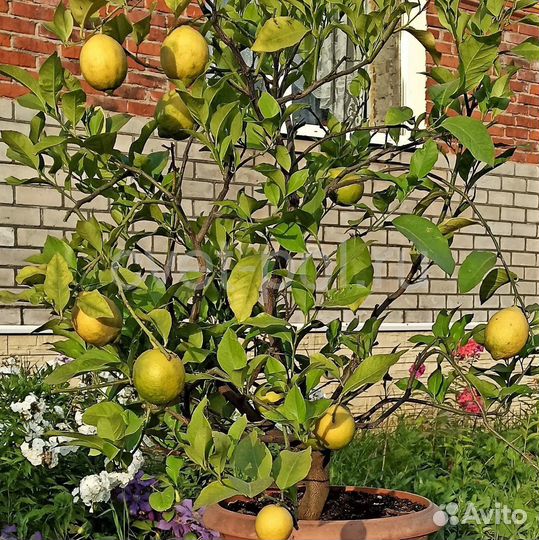 Лимоны саженцы