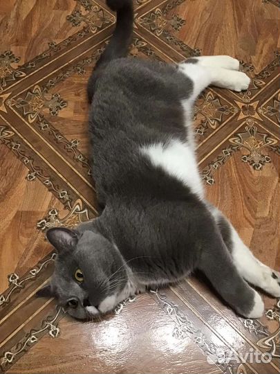 Кошка британка а добрые руки