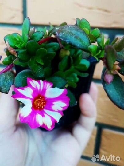 Портулак вегетативный ампельный 8 расцветок