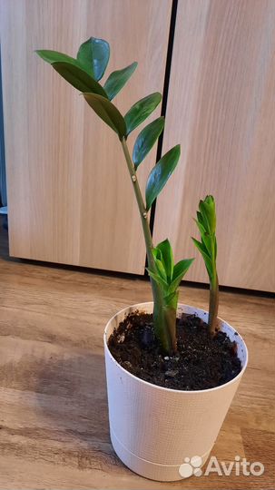 Замиокулькасы